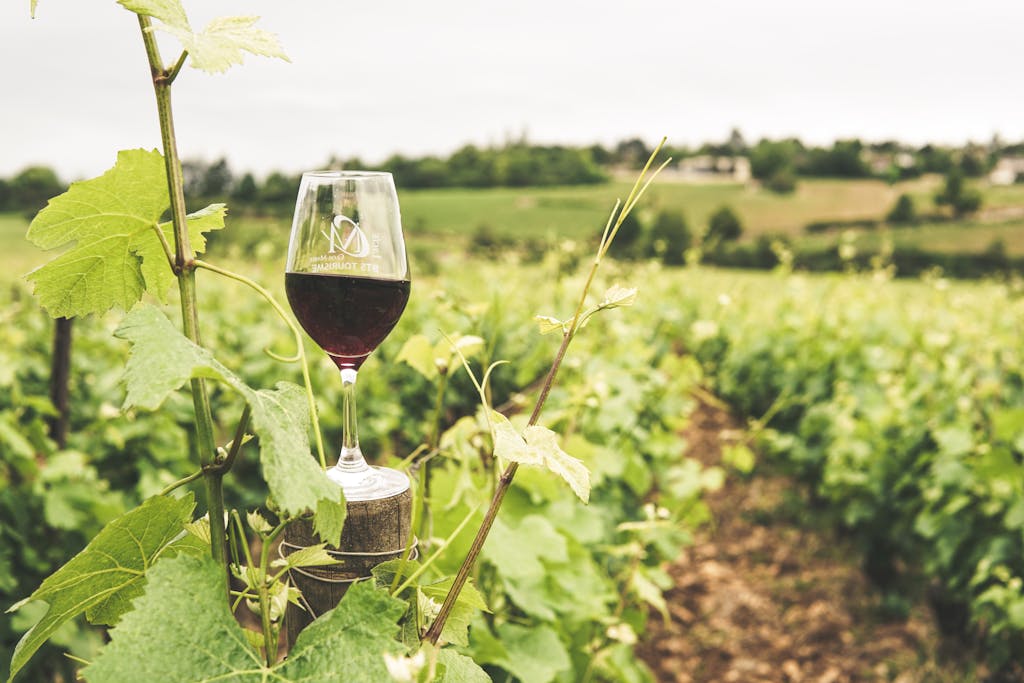 A glass of red wine in a lush Bourgogne vineyard during summer.