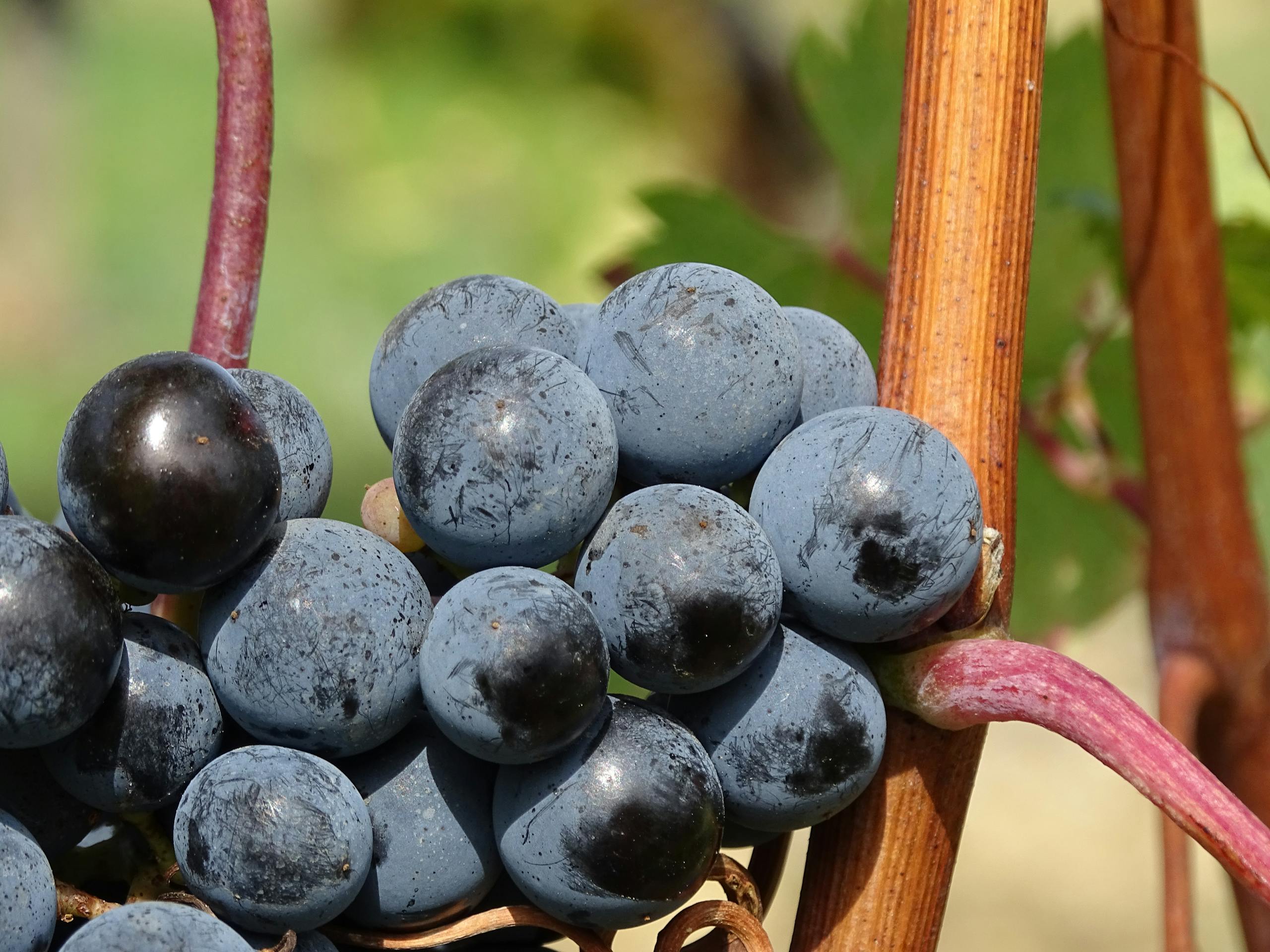 Macro shot of vibrant, juicy grapes on a vine, showcasing nature's beauty.